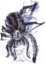 Временная татуировка Черный Паук с SPIDER TM210