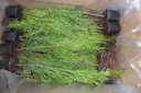 Tuja Smaragd Tuja EMERALD-25CM! V KVETINÁCI !! -2 PLN/ks - Súprava - 100 ks! Rastlinná forma sadenice v nádobe do 0,5 l