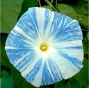 NIESAMOWITE PNĄCZE TRÓJBARWNE BLUE.