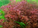 LUDWIGIA MINI SUPER RED - 5 SZT - hodowla podwodna