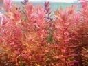 ROTALA MACRANDRA - RED - hodowla podwodna