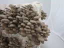 Balík Se Substrátem 15 kg HLÍVA ÚSTŘIČNÁ Druh podhoubí (mycelium)
