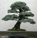 CÉDER ATLASKI - CÉDER ATLANTICA NA BONSAI 3 SEMENÁ Výrobca DobreNasiona.pl