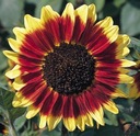 SLNEČNICA OKRASNÁ (HELIANTHUS ANNUUS) MIX ODRÔD A FARIEB 100 GRAMOV SEMIEN Farba kvetu biela čierna červená oranžová viacfarebná žltá iná farba