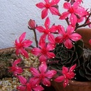 Graptopetalum bellum – эффектное цветение.