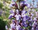 1000 semien ŠALVIA LEKÁRSKA (SALVIA OFFICINALIS) - 70 SEMIEN Charakteristické vlastnosti tieňomilné náročné na slnko čistenie vzduchu nenáročné na starostlivosť vhodné pre domáce zvieratá