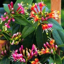 'LONICERA HENRYI' HENRY'S МЕДОВЫЙ