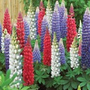 1000 semien LUPINUS POLYPHYLLUS RUSSEL 40 SEMIEN Farba kvetu biela čierna červená fialová iná farba modrá oranžová viacfarebná ružová žltá