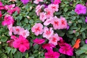 TRPKOSŤ – BALSAMINA MIX FARIEB 0,1 GR SEMIEN Farba kvetu viacfarebná