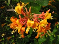 Zimolez oranžový voňavé popínavé rastliny č. 743A