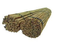 BAMBUSOVÁ TYČ 180 cm 16/18 mm /100ks, bambus