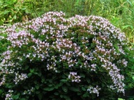 OREGANO – LEBEODKA (ORIGANUM VULGARE) 400 SEMIEN