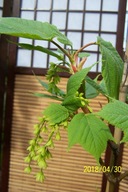 Klon pensylwański szczepiony amerykański kwiatowy taras inny