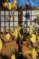 Trzmielina japońska drzewiasta pagoda 12 lat inna