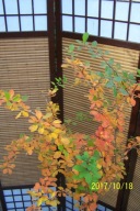 Berberys szczep pienny pomarańczowo czerwony inny