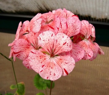 PELARGONIA RABATOWA RASPBERRY NASIONA