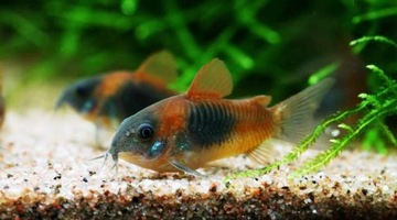 Кираса оранжевая венесуэльская рыба Corydoras venezuelanus