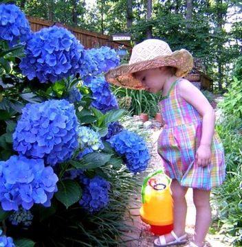 NIKKO BLUE HYDRENSE, САМЫЙ СТОЙКИЙ СИНИЙ