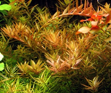 Rotala rotundifolia Red Breeding Białystok saxon4