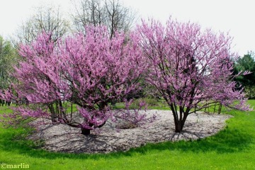 Cercis canadensis - Иудино дерево XXL