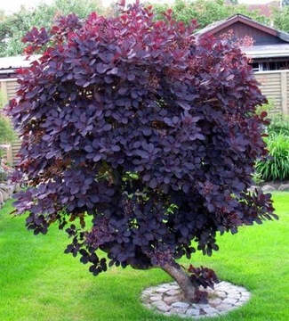 ЦВЕТОК ПАРИК ПОДОЛЬСКИЙ (COTINUS COGGYGRIA) - 40 СЕМЕН