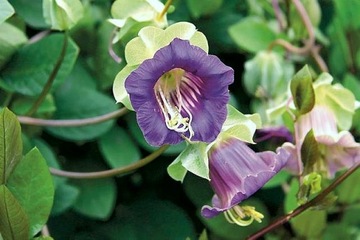 КОБЕЯ ПЛАЗЕТНАЯ ФИОЛЕТОВАЯ (COBAEA SCANDENS) 6 СЕМЯН