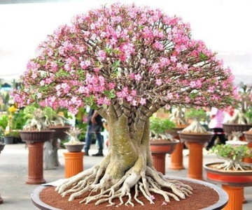 ДЛЯ БОНСАЙ ПУСТЫННАЯ РОЗА ADENIUM OBESUM ДЛЯ БОНСАЙ 3 СЕМЯНА