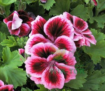 Nawóz do Pelargonii kryształki do rozpuszczania w wodzie Agrecol 200 g
