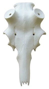 Skull under zrzuty deer, bull - oak (45), фото