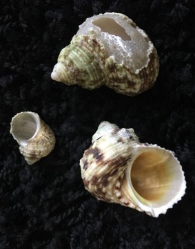 Hull turbo exotic exceptional decor 3 pieces, фото