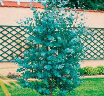Eucalyptus blue repeller mosquitoes., фото