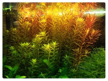 49. Rotala rotundifolia (indica) in vitro 10 ПК