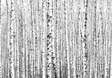 FOTOTAPETA DRZEWA BRZOZY 450x315cm c-A-0016-a-a
