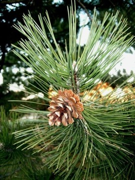 Деревья черной сосны Pinus nigra в горшке