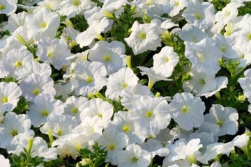 PETUNIA OGRODOWA nasiona KASKADA ZWISAJĄCA BIAŁA NA BALKON BIONASIONA