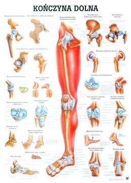 Plansza anatomiczna: KOŃCZYNA DOLNA (100 x 70 cm)