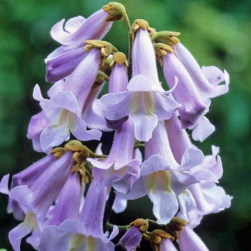 Paulownia purpurowa - carskie drzewko szczęścia.