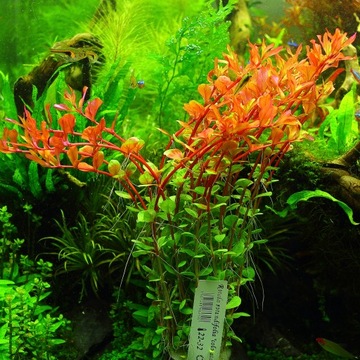 Rośliny do akwarium Rotala Colorata 25-35 szt. XXL