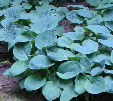 HOSTA, FUNKIA SIEBOLDA - BLUE - BARDZO OKAZAŁA ROŚLINA