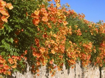 ŻYWE ZASŁONY MILIN POMARAŃCZOWY SKLEP_TULIPAN.