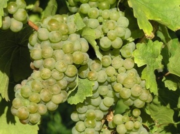4 Winorośl wczesna Muscat Letni art. nr 256