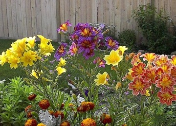 TUJALE смесь семян Salpiglossis Sinuata 1г