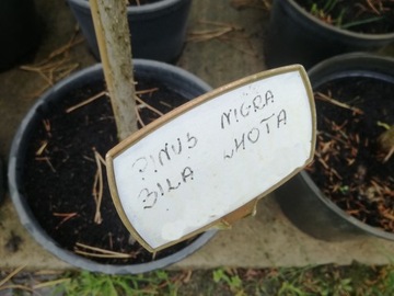 Сосна черная на стволе Pinus nigra Bila no.