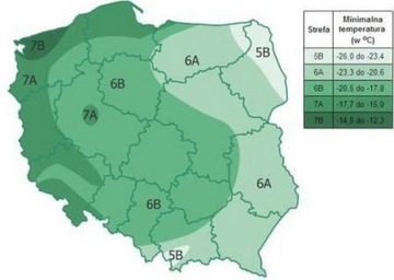 СТАШИНА ЧЕРНАЯ САМБУКУС VAR. ПОСЕВ ЗОЛОТОЙ ИСКРЫ wP9