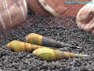 Улитка STENOMELANIA TORULOSA LONG NOSE akwa_fan