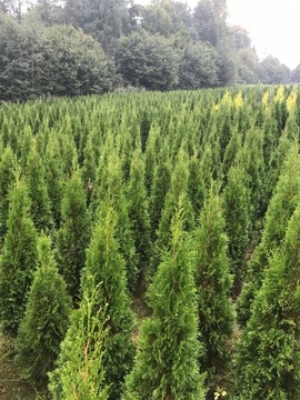 TUJA SZMARAGD THUJA SMARAGD Z GRUNTU 150-160cm