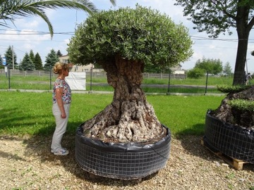 OLIWKA EUROPEJSKA DRZEWO OLIWNE OLEA EUROP. BONSAI