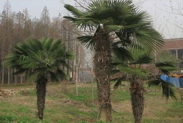 Palma mrozoodporna Trachycarpus 80-100cm C10