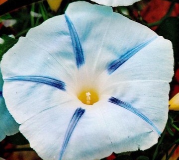 NIESAMOWITE PNĄCZE TRÓJBARWNE BLUE.