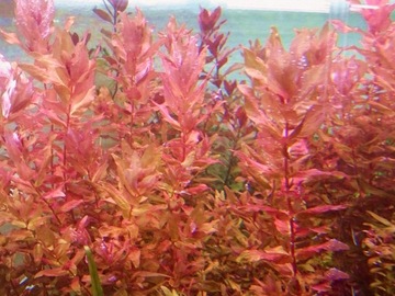 ROTALA MACRANDRA - RED - hodowla podwodna